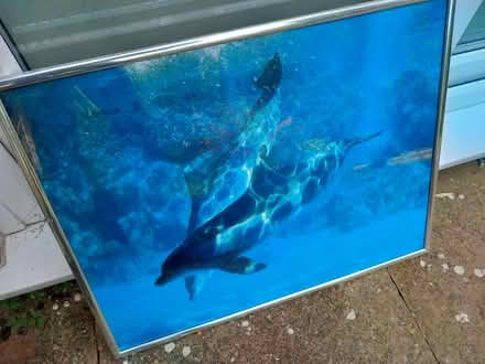 Photo of free Framed photo of dolphins underwater (Colchester CO1) #1