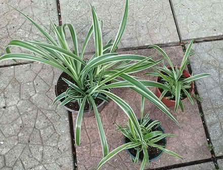 Photo of free Spider plants (newly re-potted) (AB22) #1
