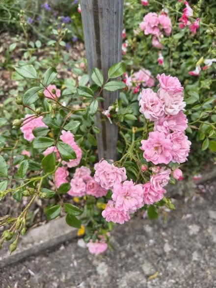 Photo of free Rose - Fairy Rose (Fiveways Brighton) #2