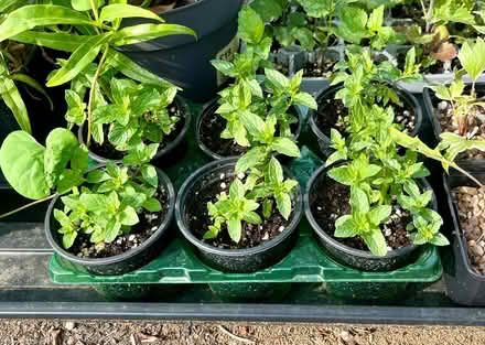 Photo of free Mint - healthy young plants (Hatfield AL10) #1