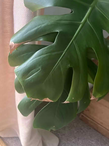 Photo of free Large monstera needing tlc (Paulton BS39) #2