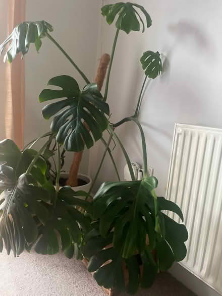 Photo of free Large monstera needing tlc (Paulton BS39) #1