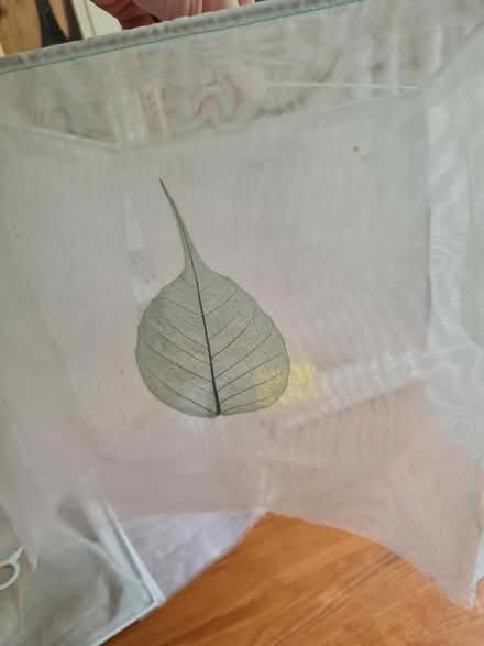 Photo of free Two lamp shades (Banstead, SM7) #1