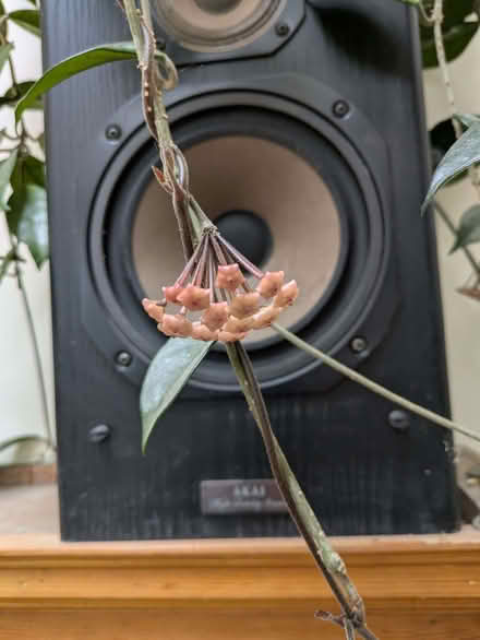 Photo of free Variegated hanging houseplant (Halton LA2) #1