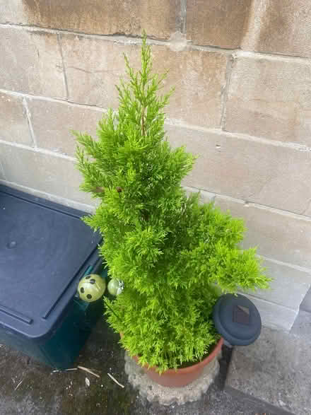 Photo of free Healthy conifer shrub (Southdown) #1