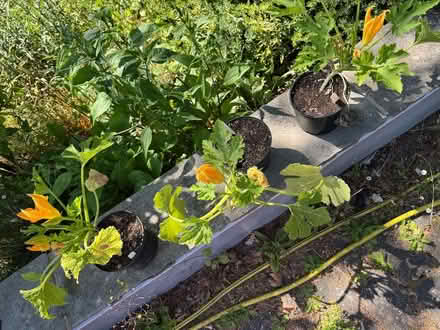 Photo of free Courgette plants x3 (Tunbridge Wells S. TN2) #1