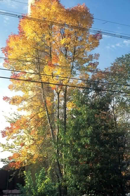 Photo of free Edible & Endangered Trees (native) (Duren Ave) #4