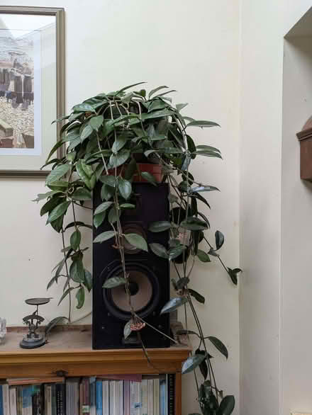 Photo of free Variegated hanging houseplant (Halton LA2) #3