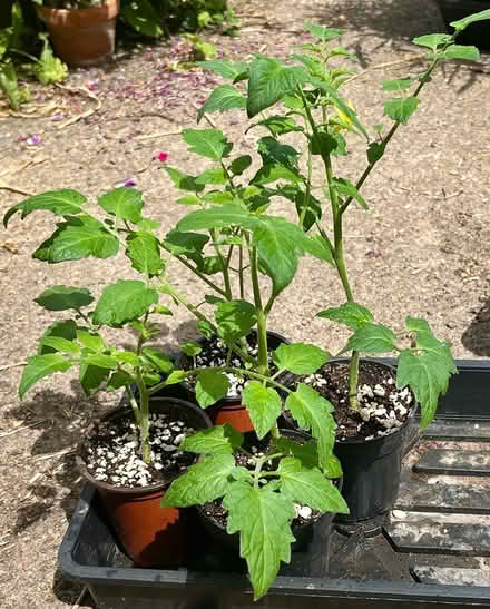 Photo of free Tomato plants "Sungold" (Hatfield AL10) #1