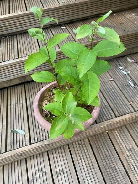 Photo of free Small Plum Trees (BA11) #2