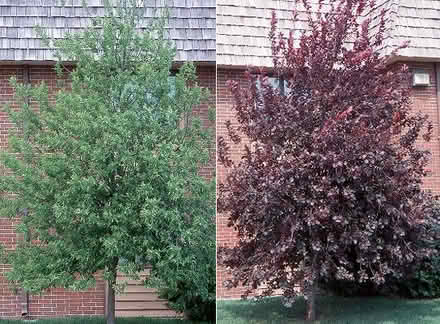 Photo of free Edible & Endangered Trees (native) (Duren Ave) #3