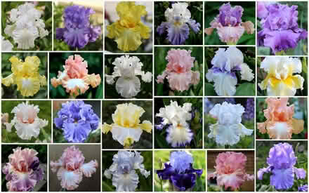 Photo of free Irises, unknown type (Duren Ave) #1