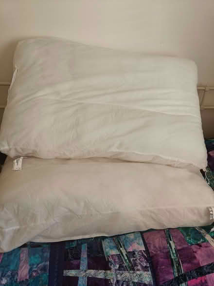 Photo of free Cushion pads (Minchinhampton GL6) #1
