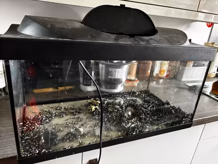 Photo of free 50 liter aquarium with lid (Halewood L25 9RP) #1