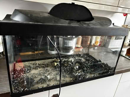 Photo of free 50 liter aquarium with lid (Halewood L25 9RP) #1