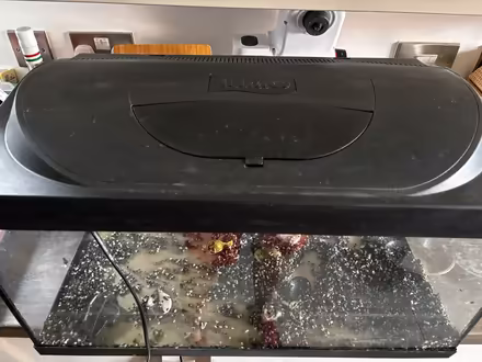 Photo of free 50 liter aquarium with lid (Halewood L25 9RP) #2