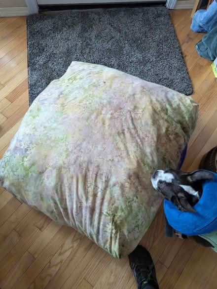 Photo of free Dog bed (Trinidad) #1