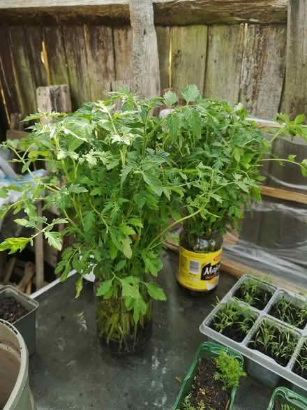 Photo of free Tomatoes seadlings in water (Norbury SW16) #1