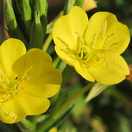 Photo of free Evening primrose (native) (Duren Ave) #1