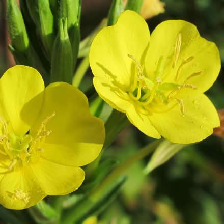Photo of free Evening primrose (native) (Duren Ave) #1