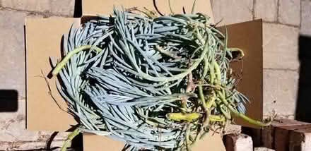 Photo of free Blue Chalksticks succulent cuttings #1