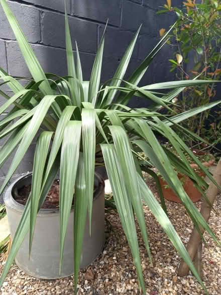 Photo of free Yucca plant in pot (Maidstone) #2