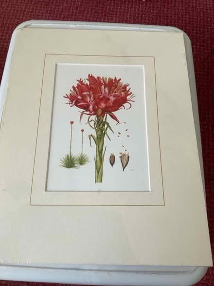 Photo of free Flower picture (Northcourt OX14) #1