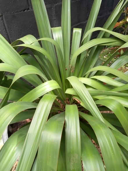 Photo of free Yucca plant in pot (Maidstone) #3