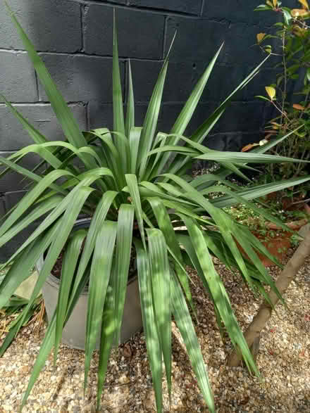 Photo of free Yucca plant in pot (Maidstone) #1