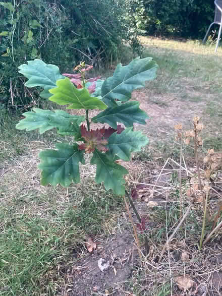 Photo of free Oak tree sapling (IP4) #1