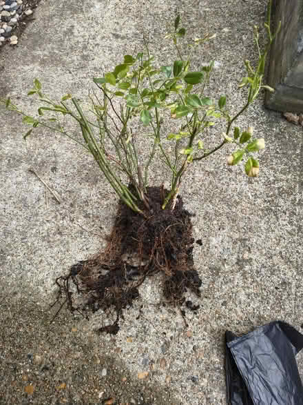 Photo of free Rose - Fairy Rose (Fiveways Brighton) #1