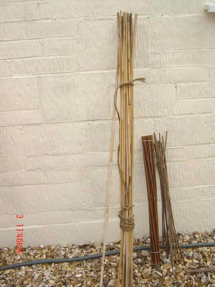 Photo of free Canes (BA2) #1