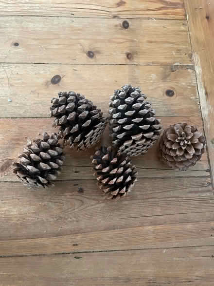Photo of free Big pinecones (Chiswick W4) #1