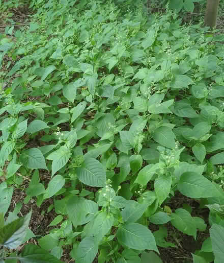 Photo of free Enchanters Nightshade (native) (Duren Ave) #2
