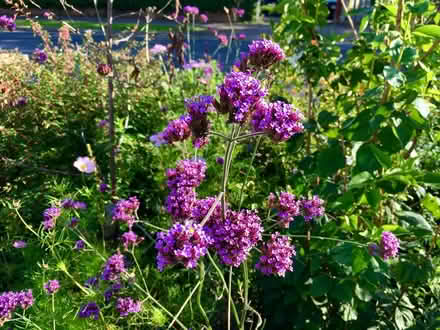 Photo of free Verbena bonariensis (Hatfield AL10) #2