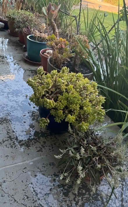 Photo of free Potted plants (San Jose California) #2