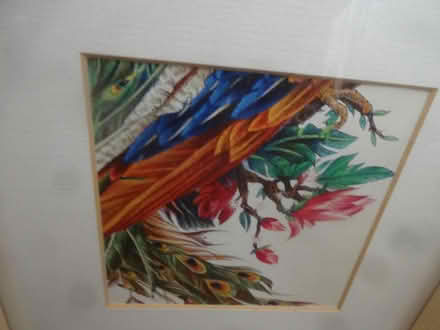 Photo of free Bird picture print in wooden frame (Greenford UB6 8PF) #4