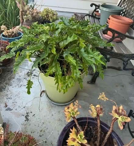Photo of free Potted plants (San Jose California) #1