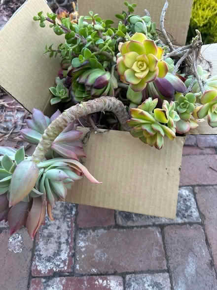 Photo of free Succlent cuttings (95129) #2