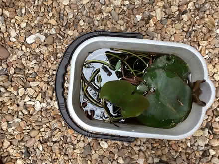 Photo of free Water lily corm (Surrenden BN1) #2