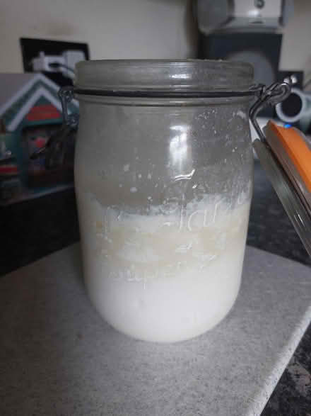 Photo of Kefir grains (WF1) #2