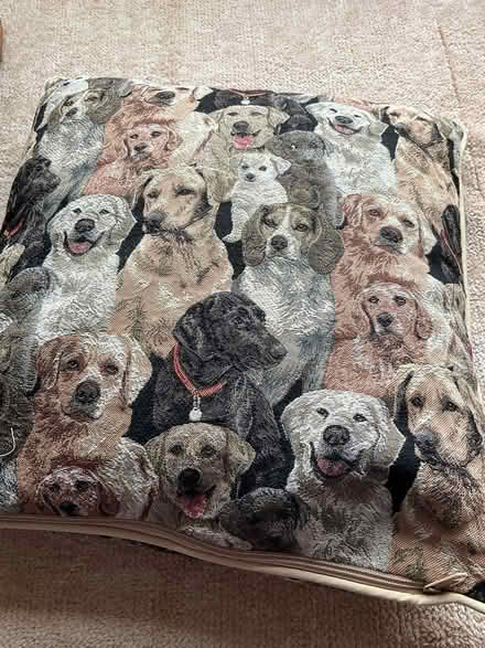 Photo of free Labrador cushion (Erlestoke Devizes SN10) #1