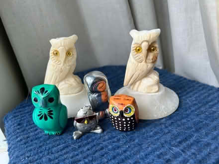Photo of free Owls (Jennetts park RG12) #1