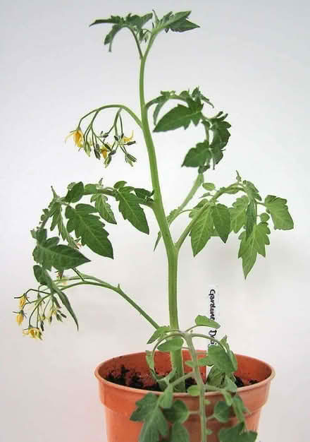 Photo of Tomato plant (Catford South SE6) #1