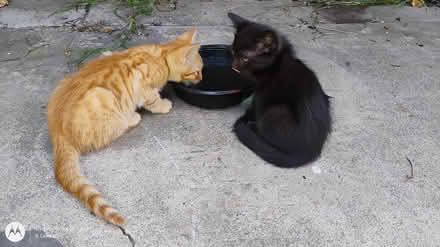 Photo of Cat Food & Litter (Downey, CA) #2