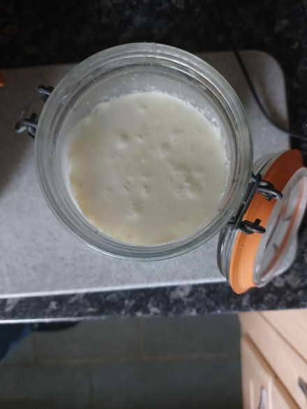 Photo of Kefir grains (WF1) #1