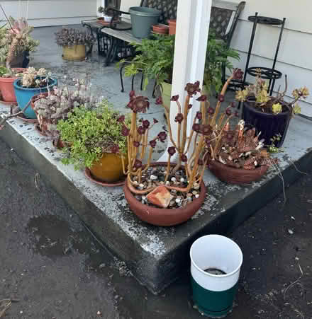 Photo of free Potted plants (San Jose California) #4