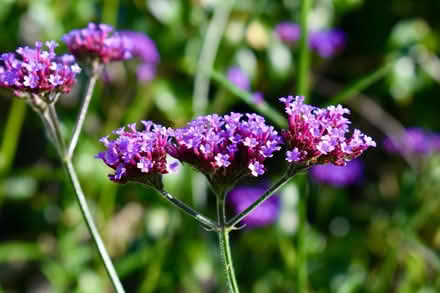 Photo of free Verbena bonariensis (Hatfield AL10) #3