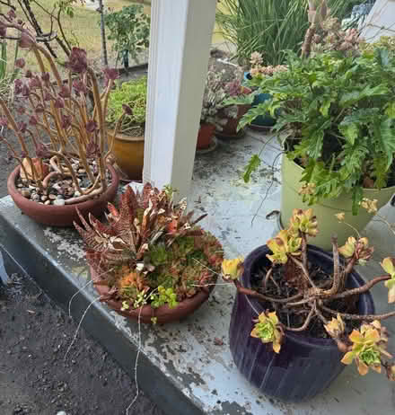 Photo of free Potted plants (San Jose California) #3
