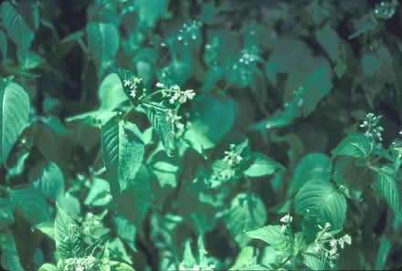 Photo of free Enchanters Nightshade (native) (Duren Ave) #1